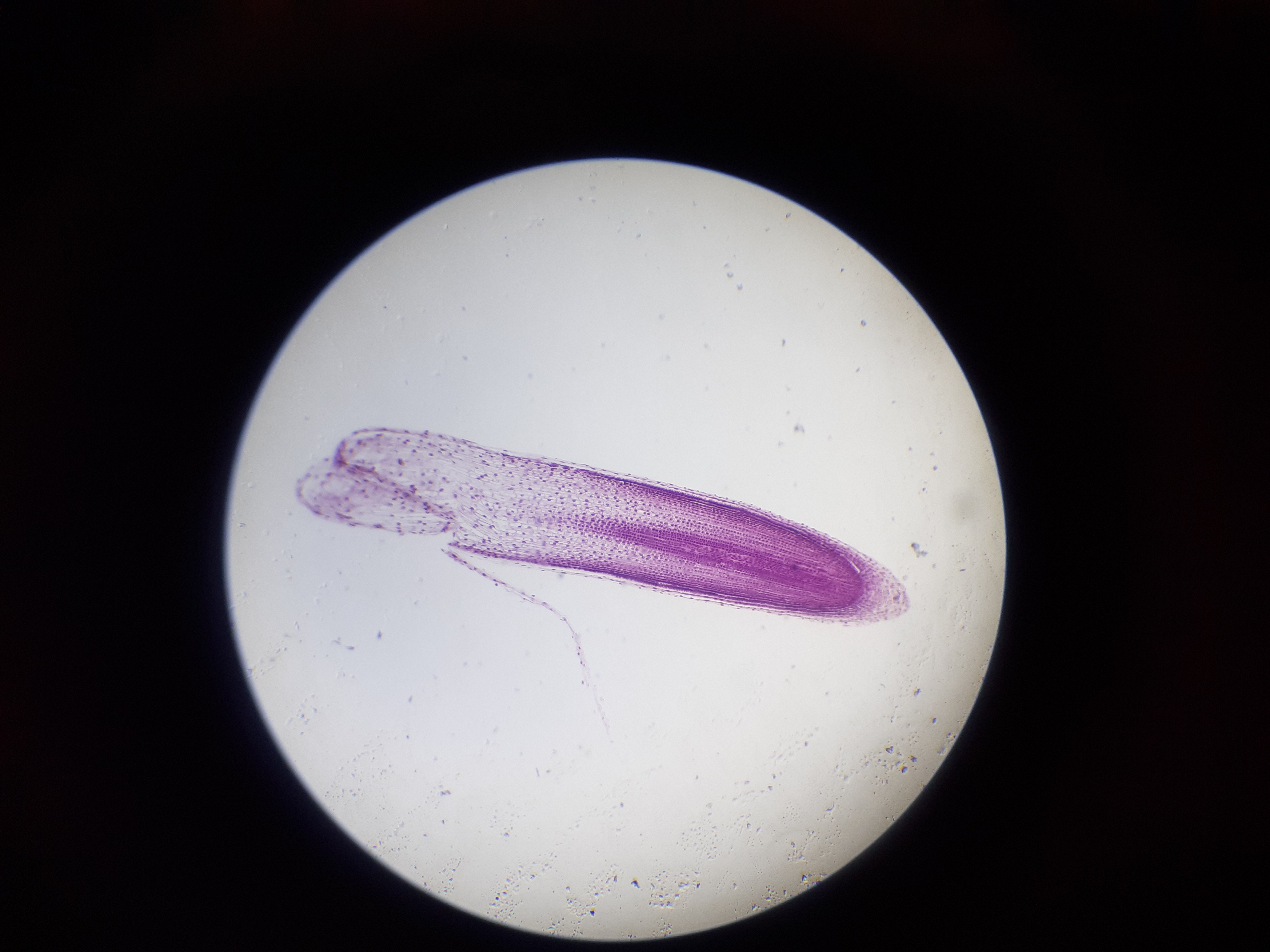 Microscope historique pour les sciences de la vie et de la Terre